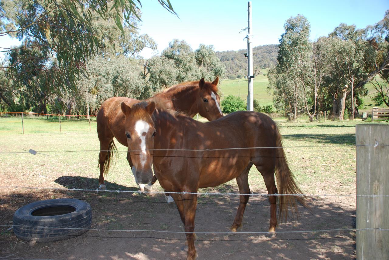מריג'יג Bluegum Ridge Cottages מראה חיצוני תמונה
